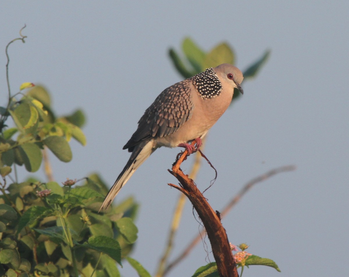 Spotted Dove - ML41794131