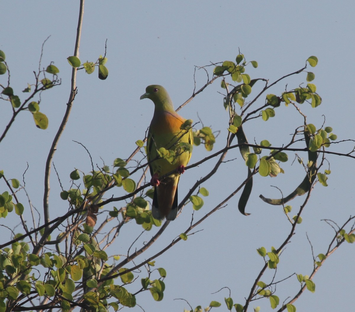 橙胸綠鳩 - ML41794281