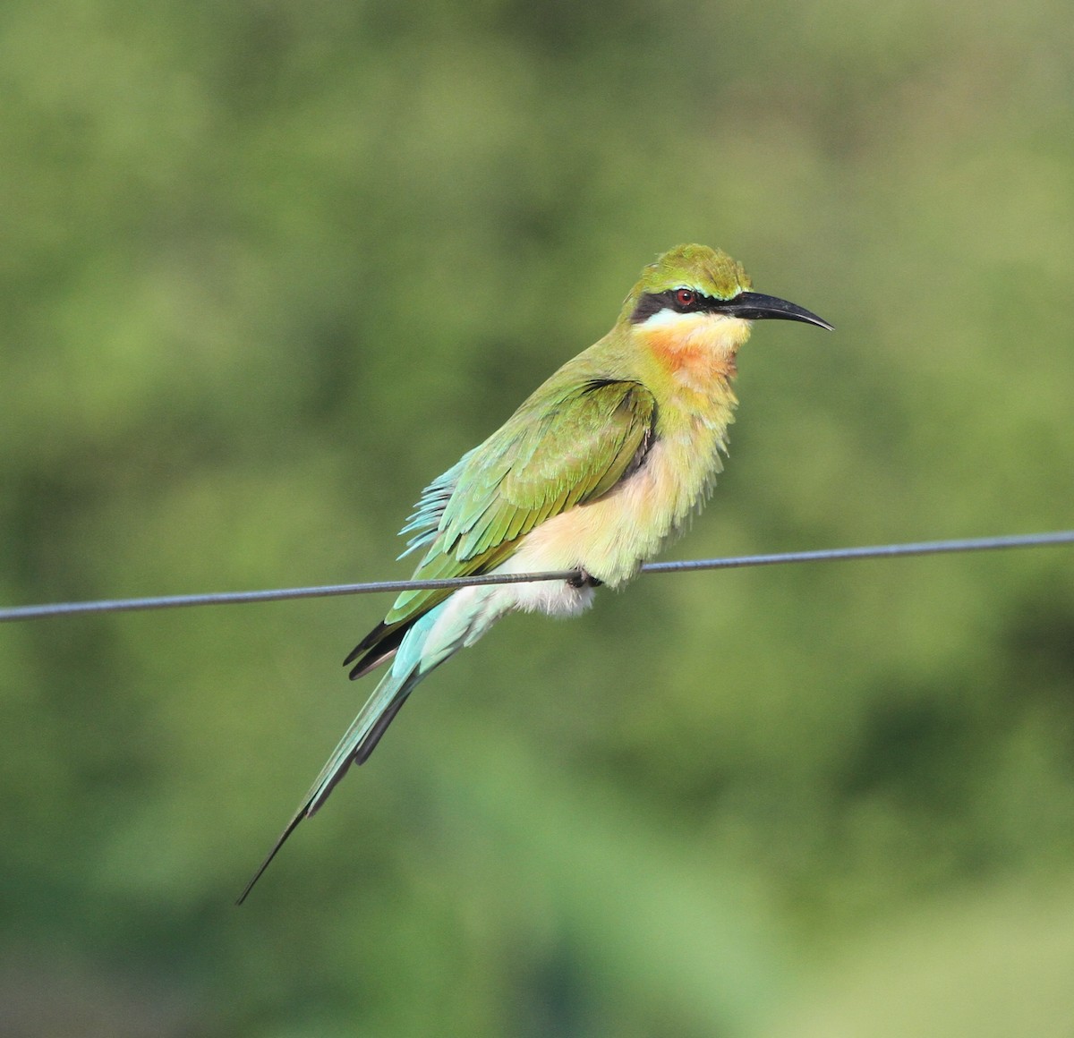 Blue-tailed Bee-eater - ML41794351