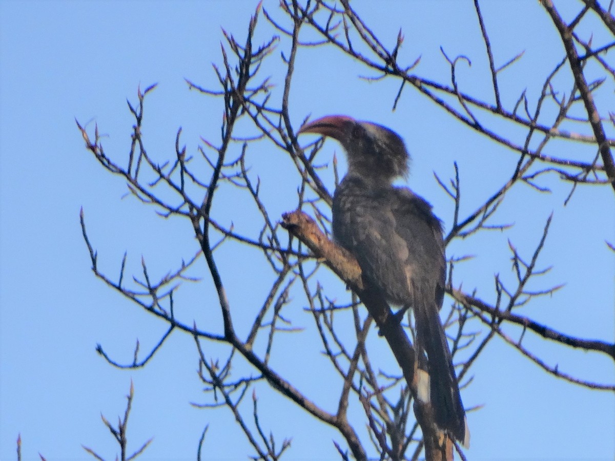 Malabar Gray Hornbill - Meruva Naga Rajesh