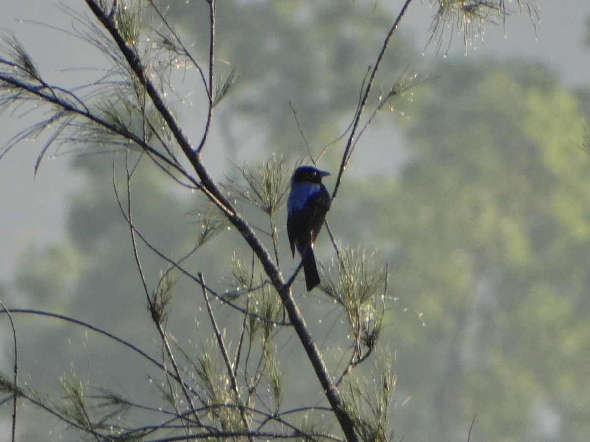 Asian Fairy-bluebird - ML417944871