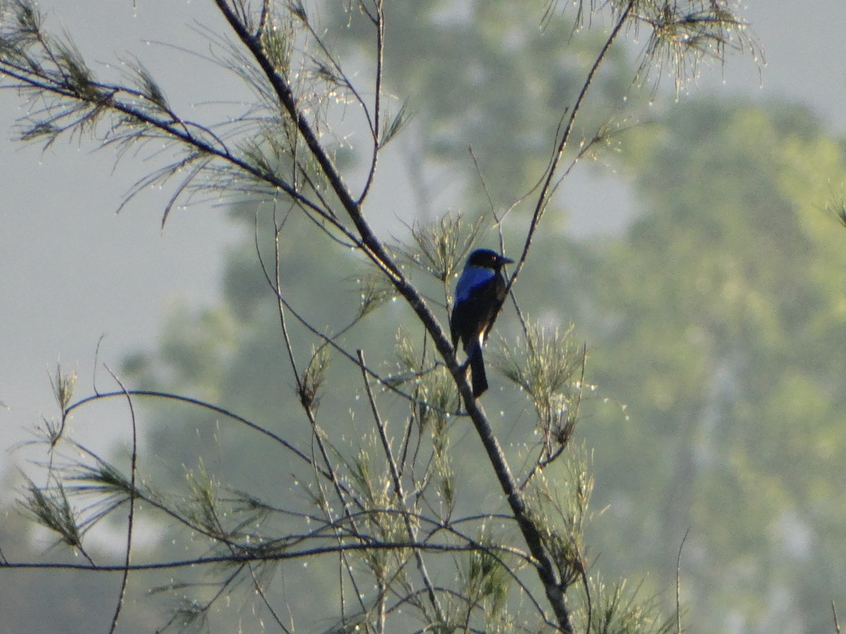 Asian Fairy-bluebird - ML417944881