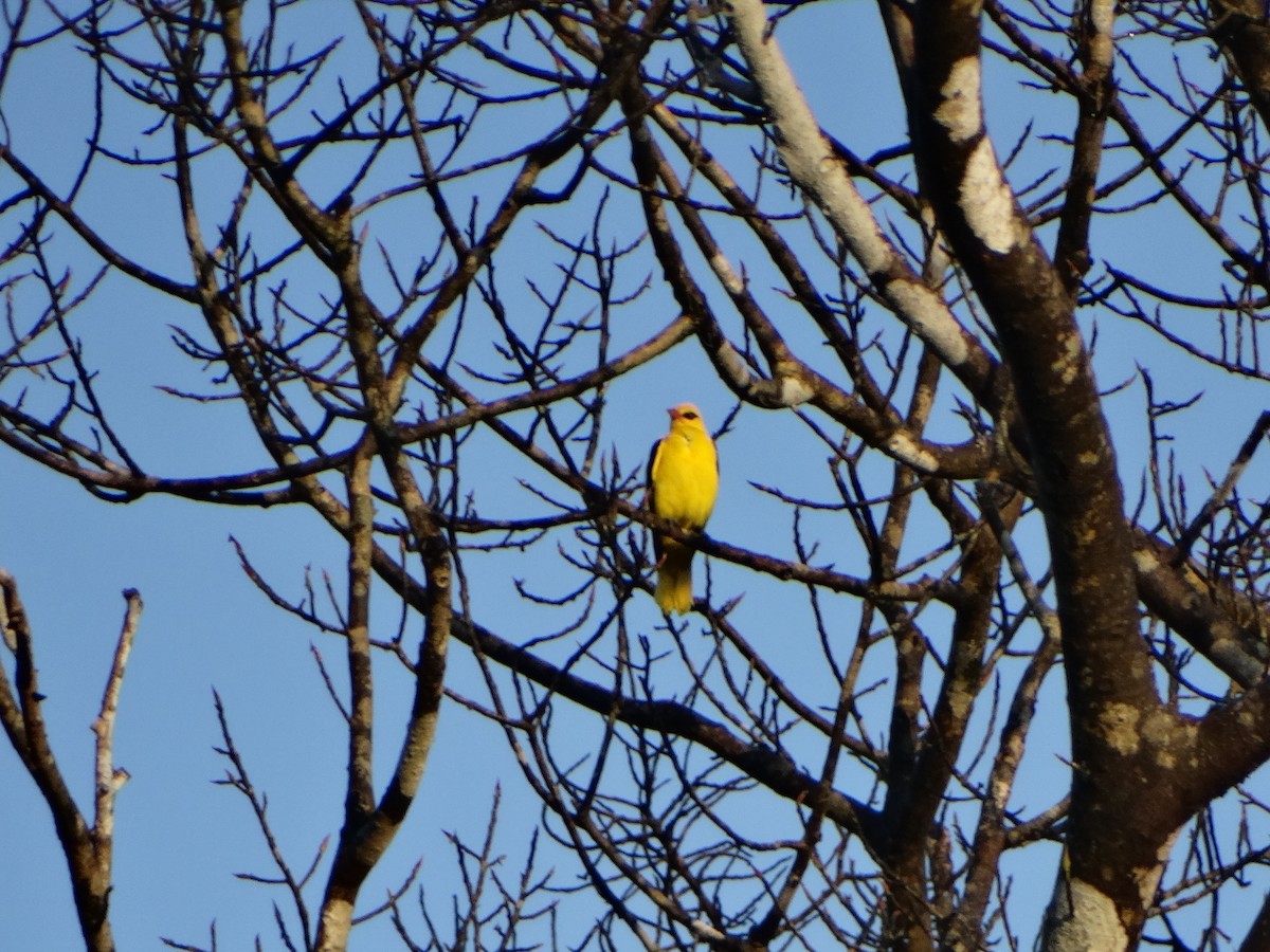 Indian Golden Oriole - ML417945121