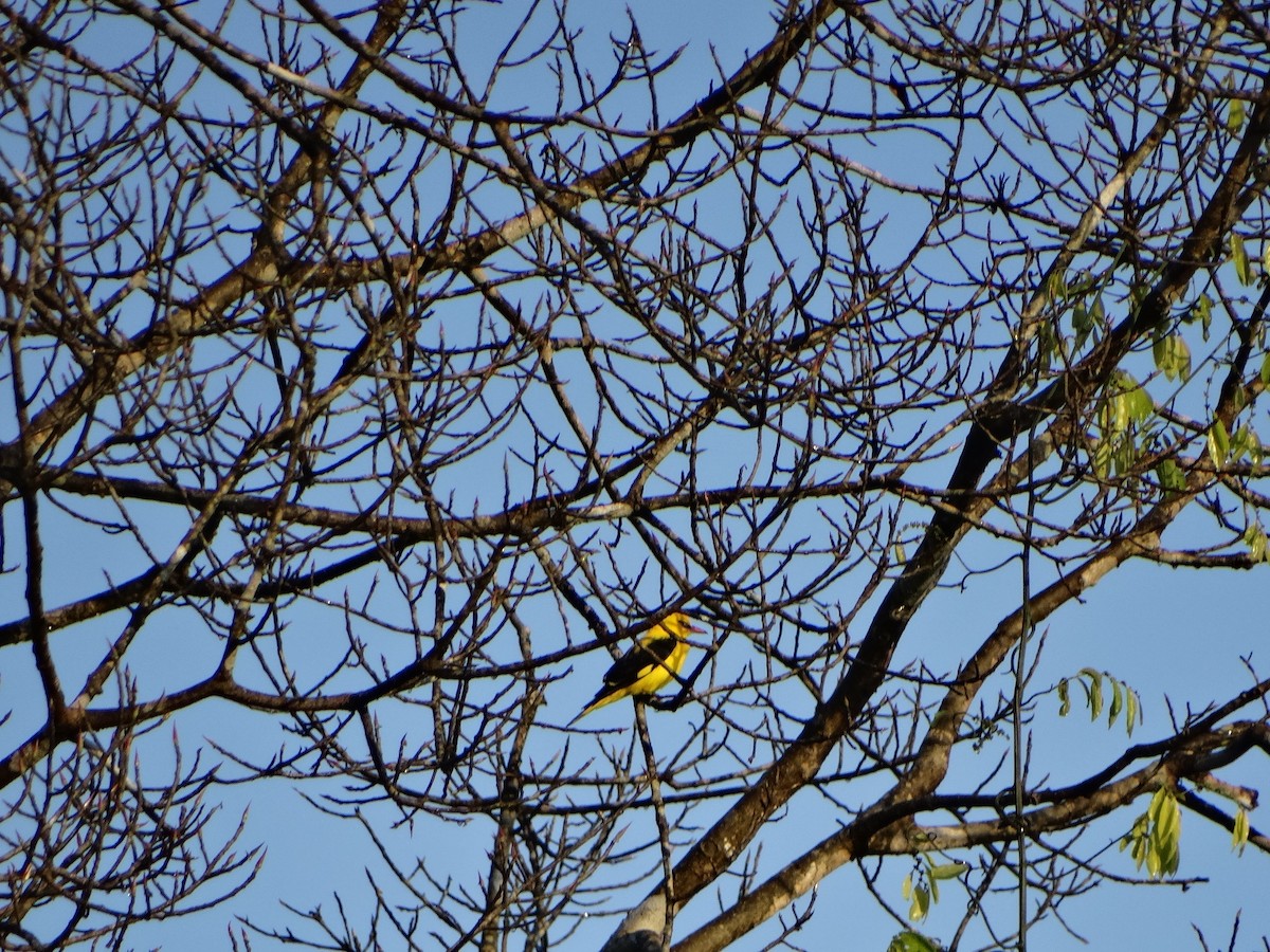 Indian Golden Oriole - ML417945141