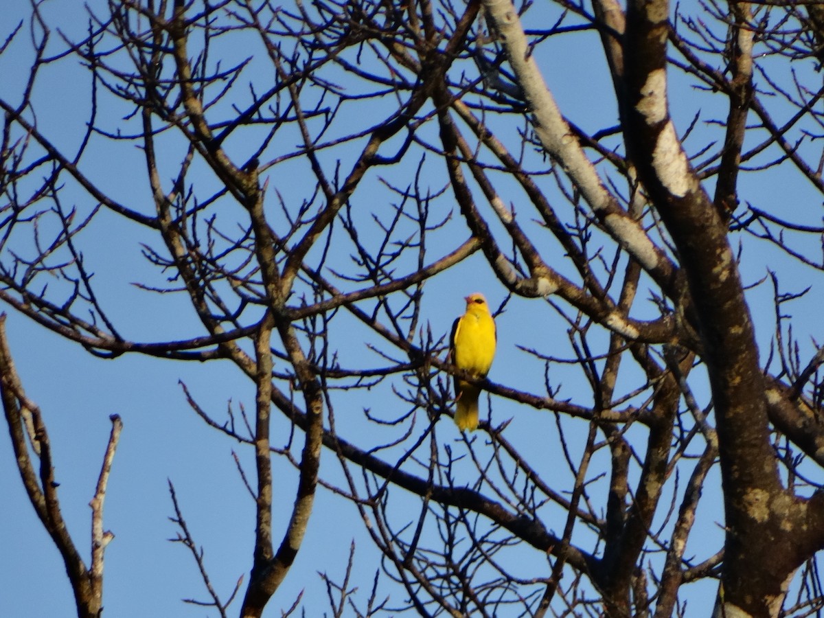 Indian Golden Oriole - ML417945151