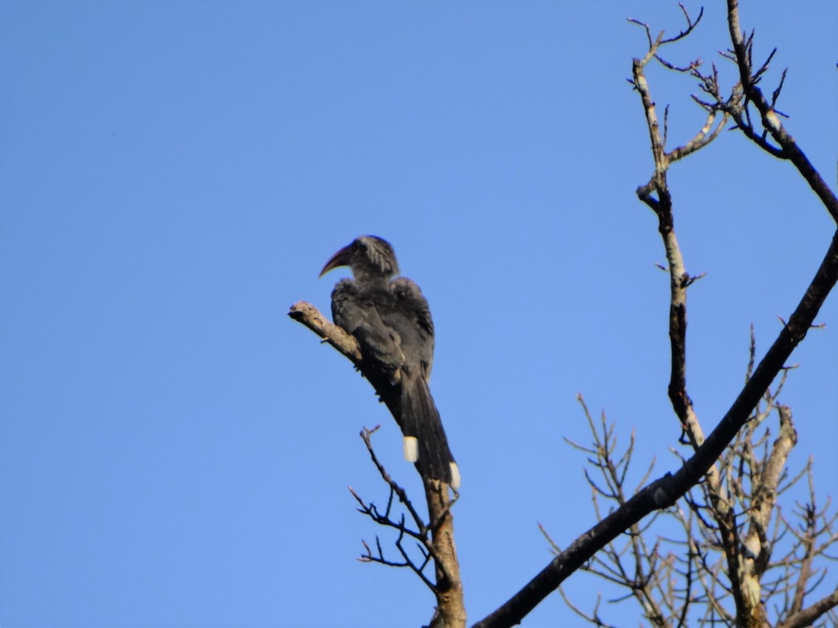 Malabar Gray Hornbill - ML417945681
