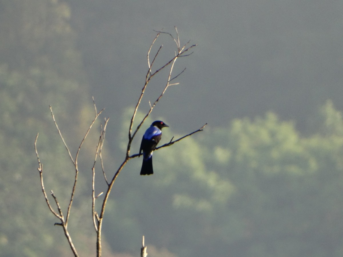 Asian Fairy-bluebird - Meruva Naga Rajesh