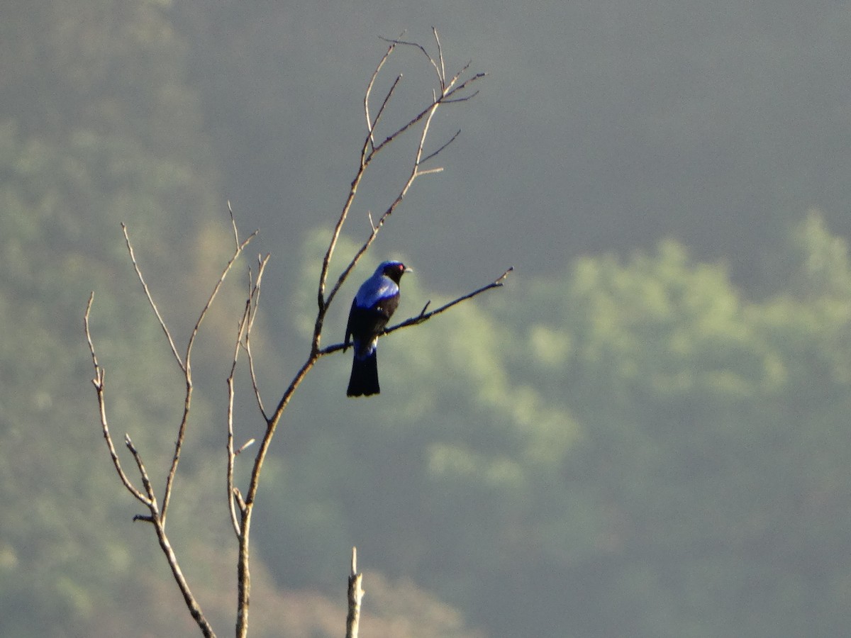 Asian Fairy-bluebird - Meruva Naga Rajesh