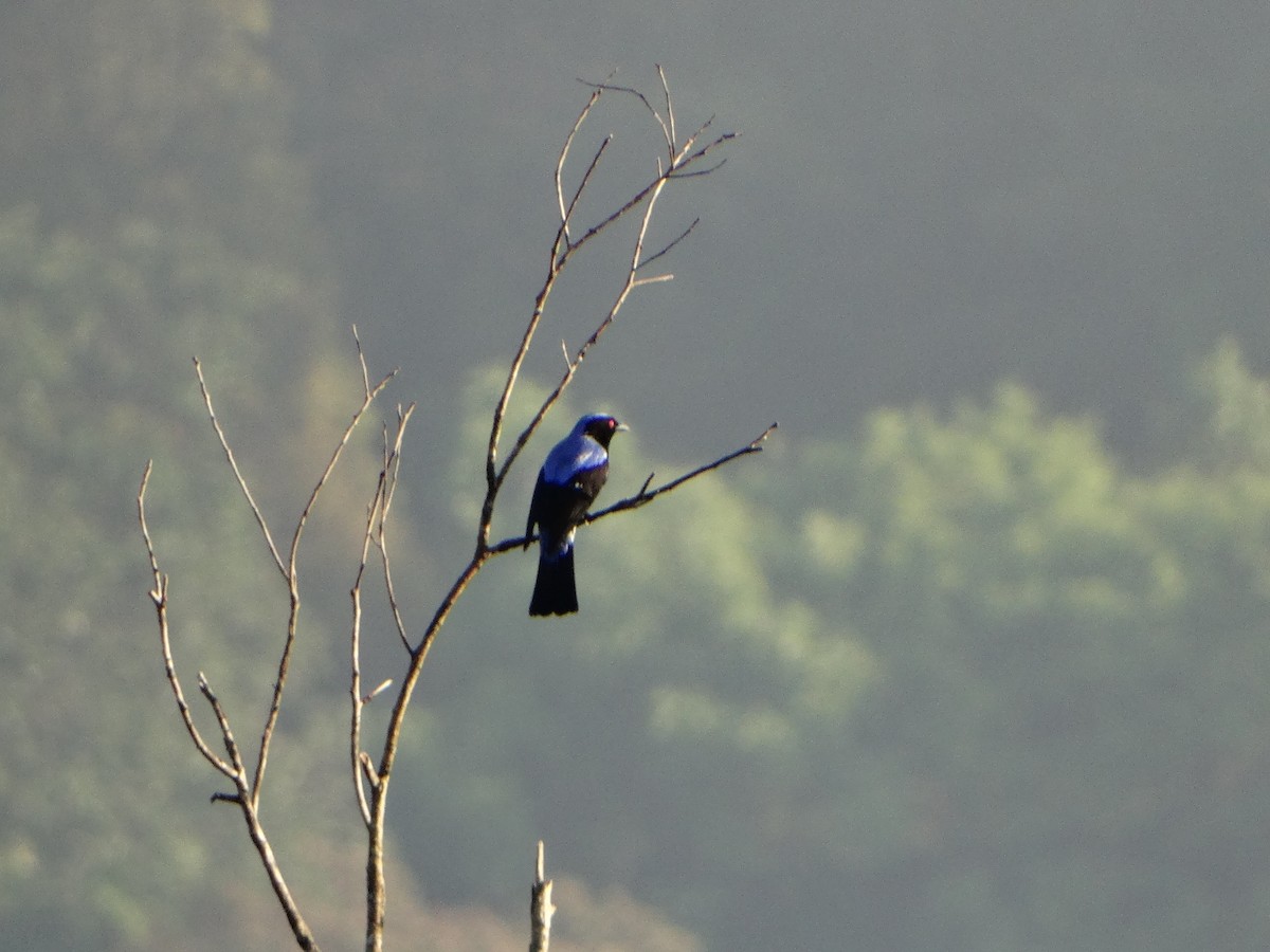 Asian Fairy-bluebird - ML417945761