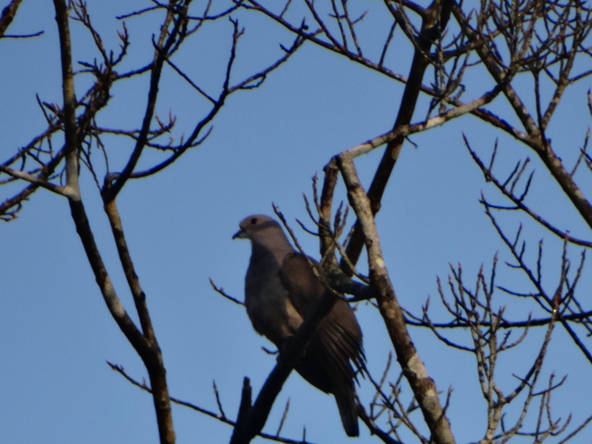 Malabar Imperial-Pigeon - Meruva Naga Rajesh
