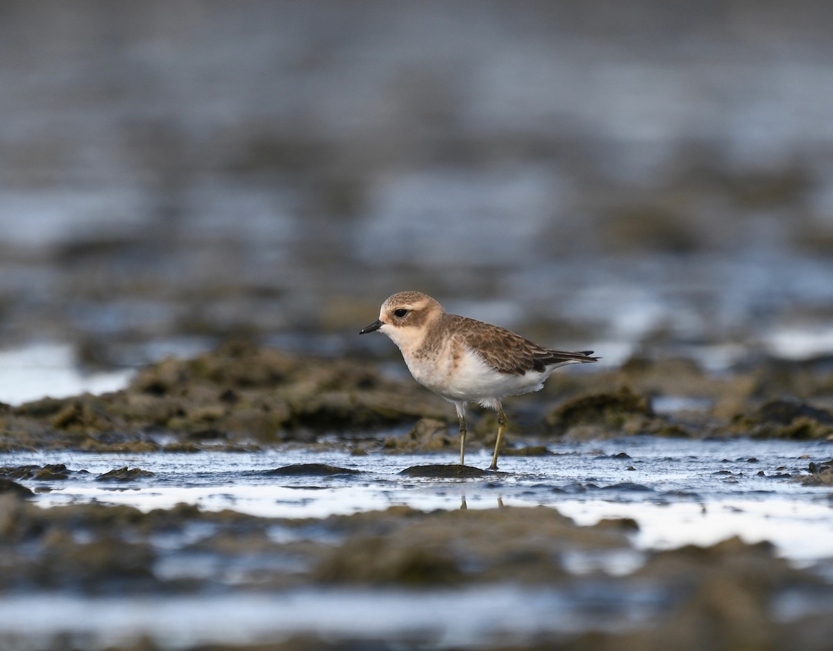 Double-banded Plover - ML417946291