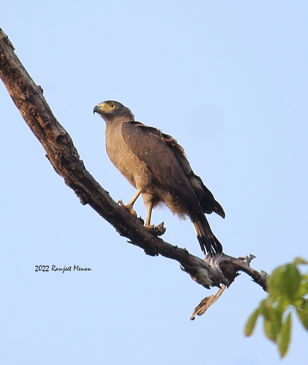 Crested Serpent-Eagle - ML417946541