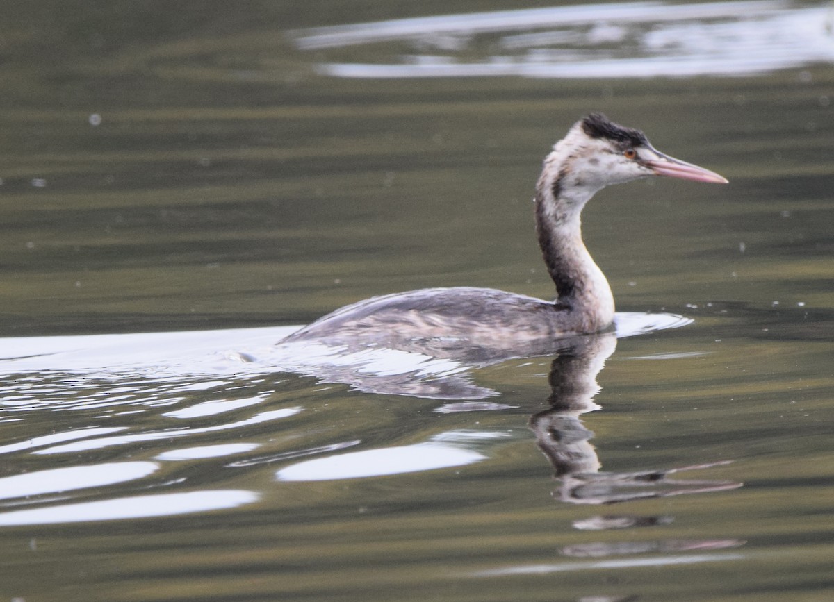Great Crested Grebe - ML417947141