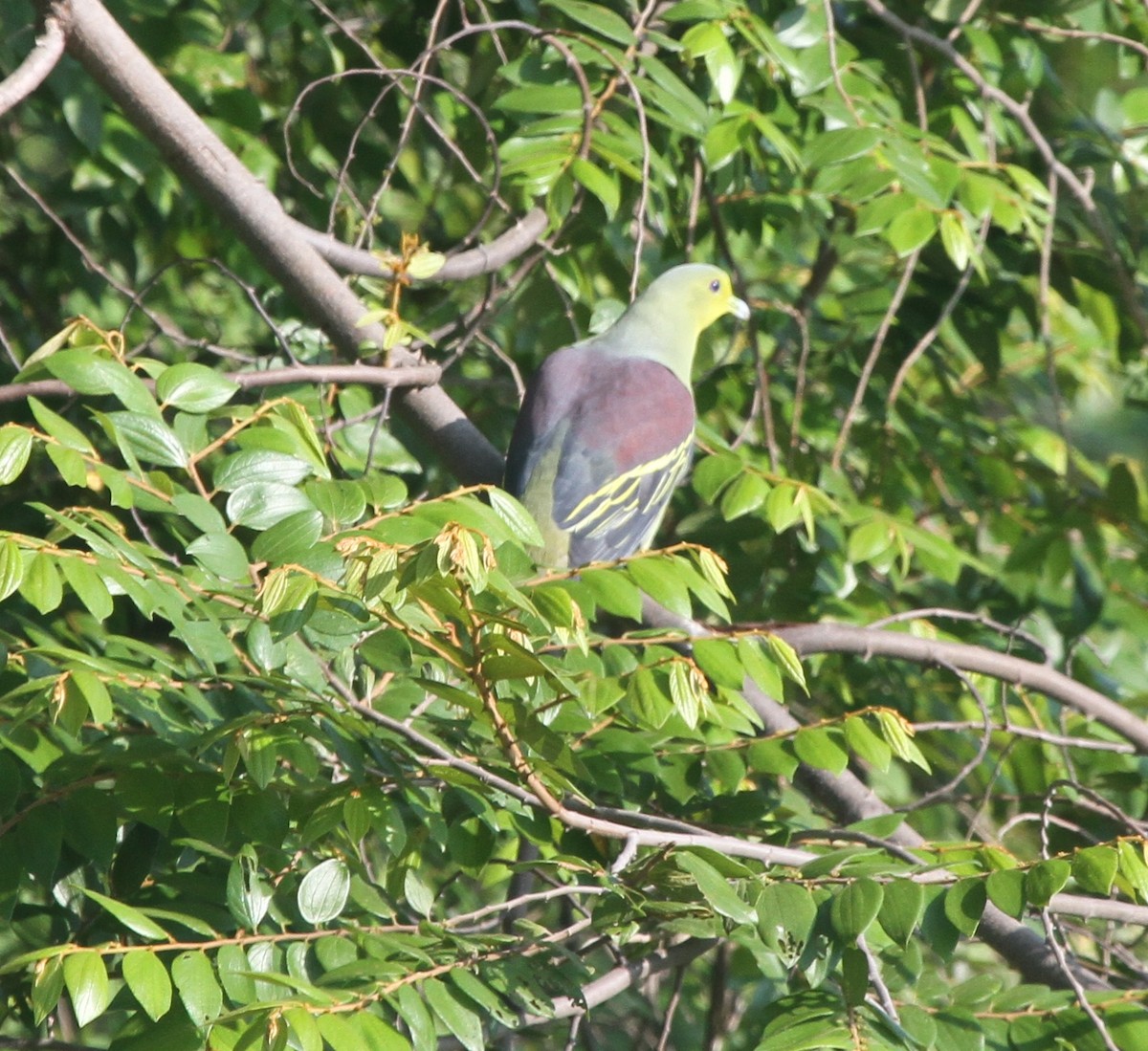 Цейлонский зелёный голубь - ML41794861