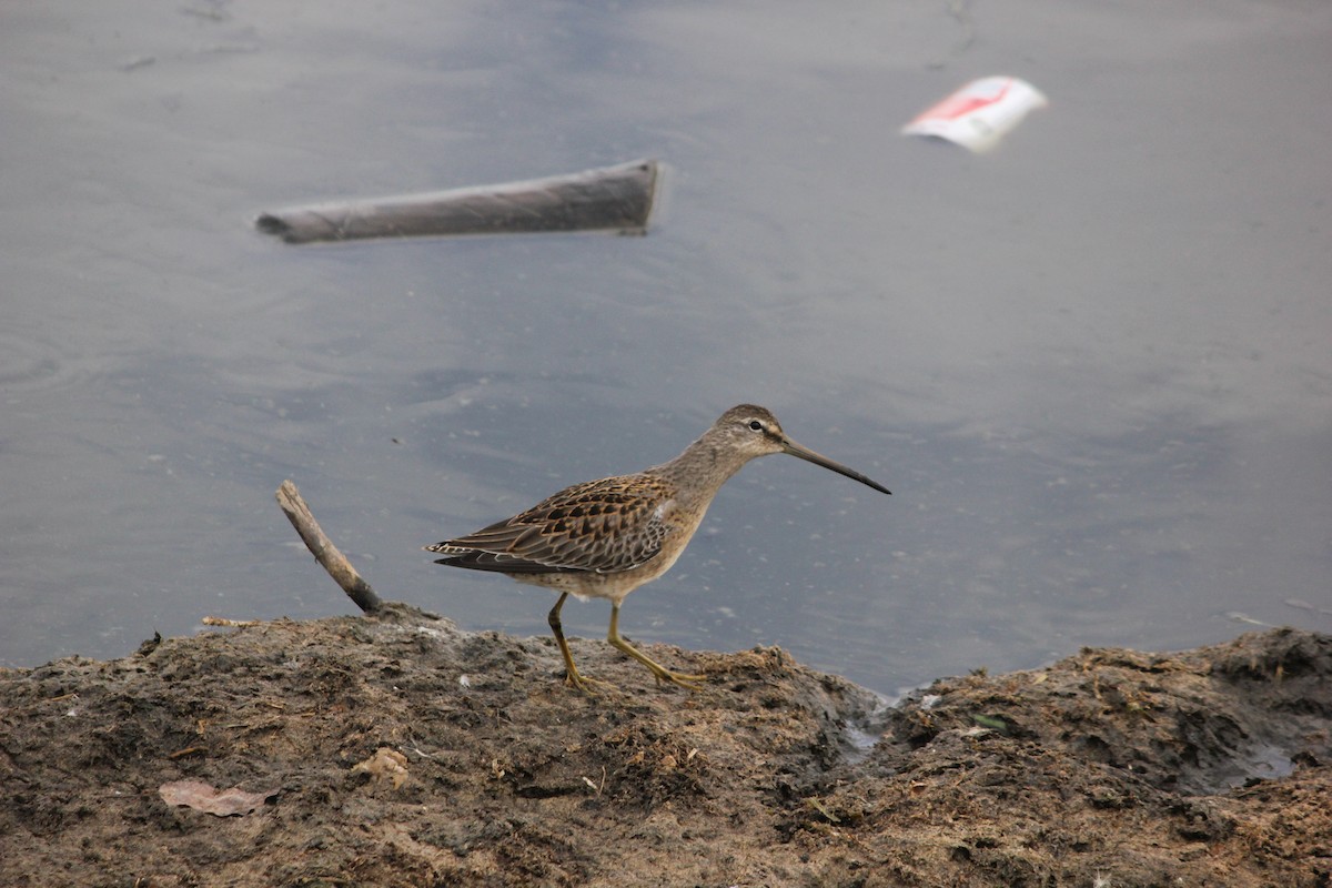 Long-billed Dowitcher - ML41795141