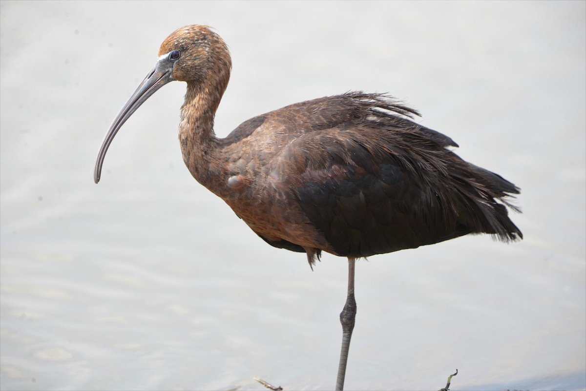 ibis hnědý - ML417952641