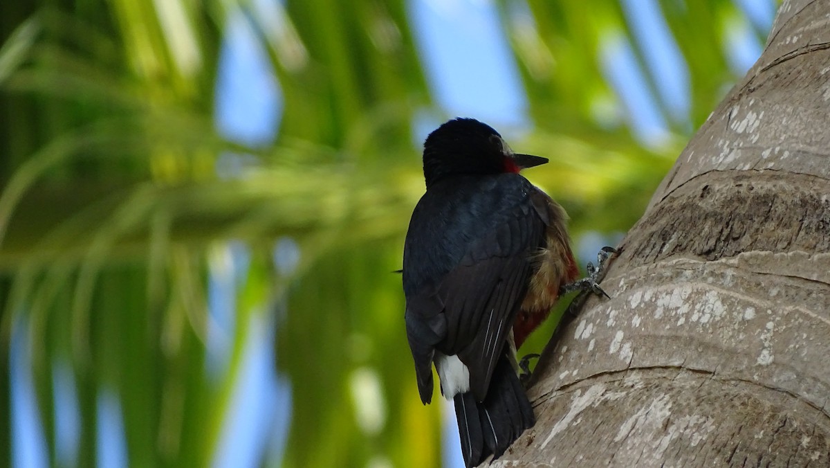 Puerto Rican Woodpecker - jose salgado