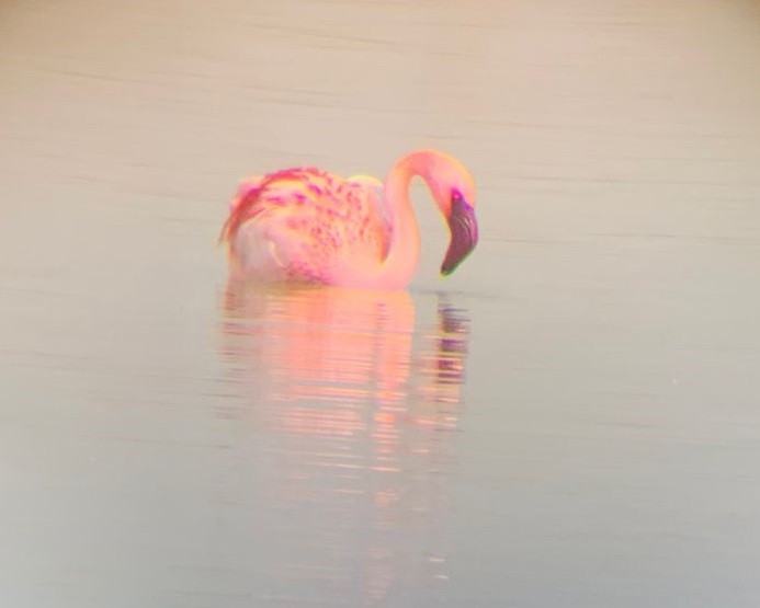 Lesser Flamingo - ML417958431