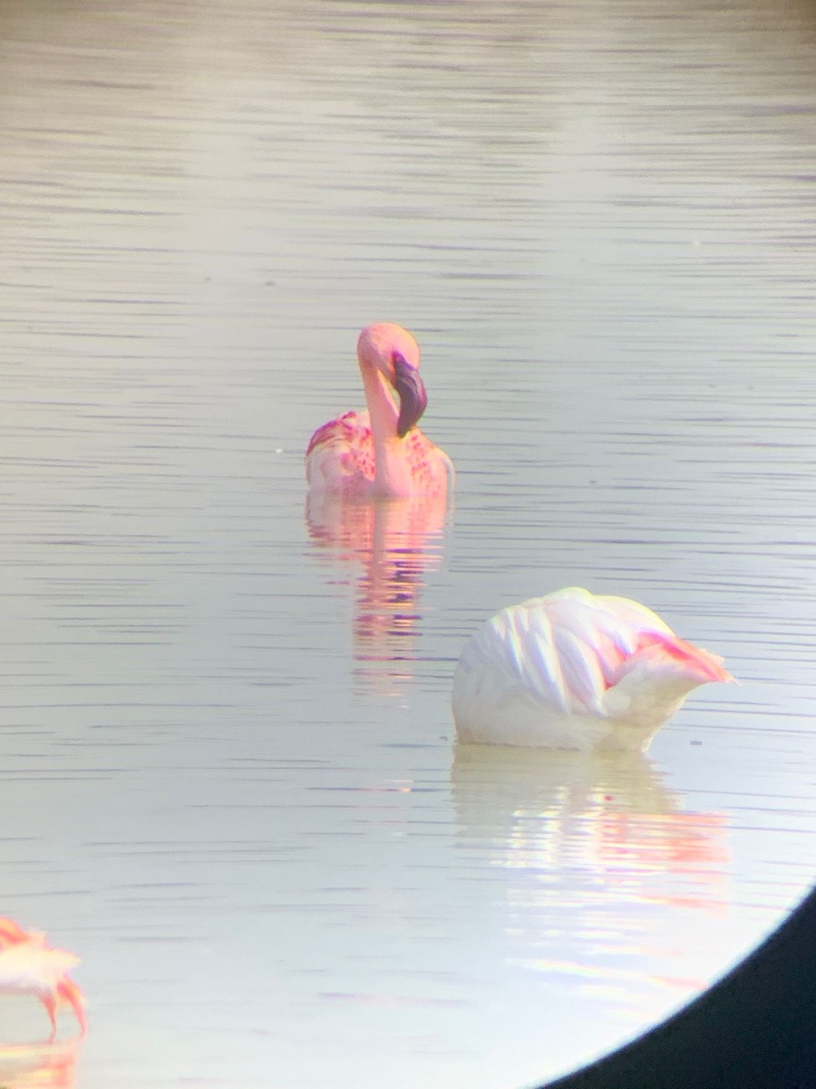 Lesser Flamingo - Darío Gijón Martínez