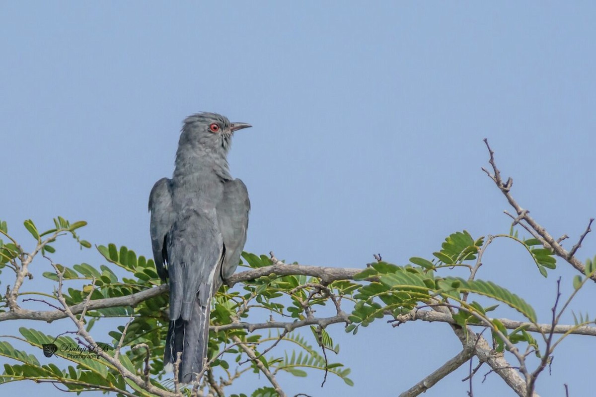 Gray-bellied Cuckoo - ML41796351