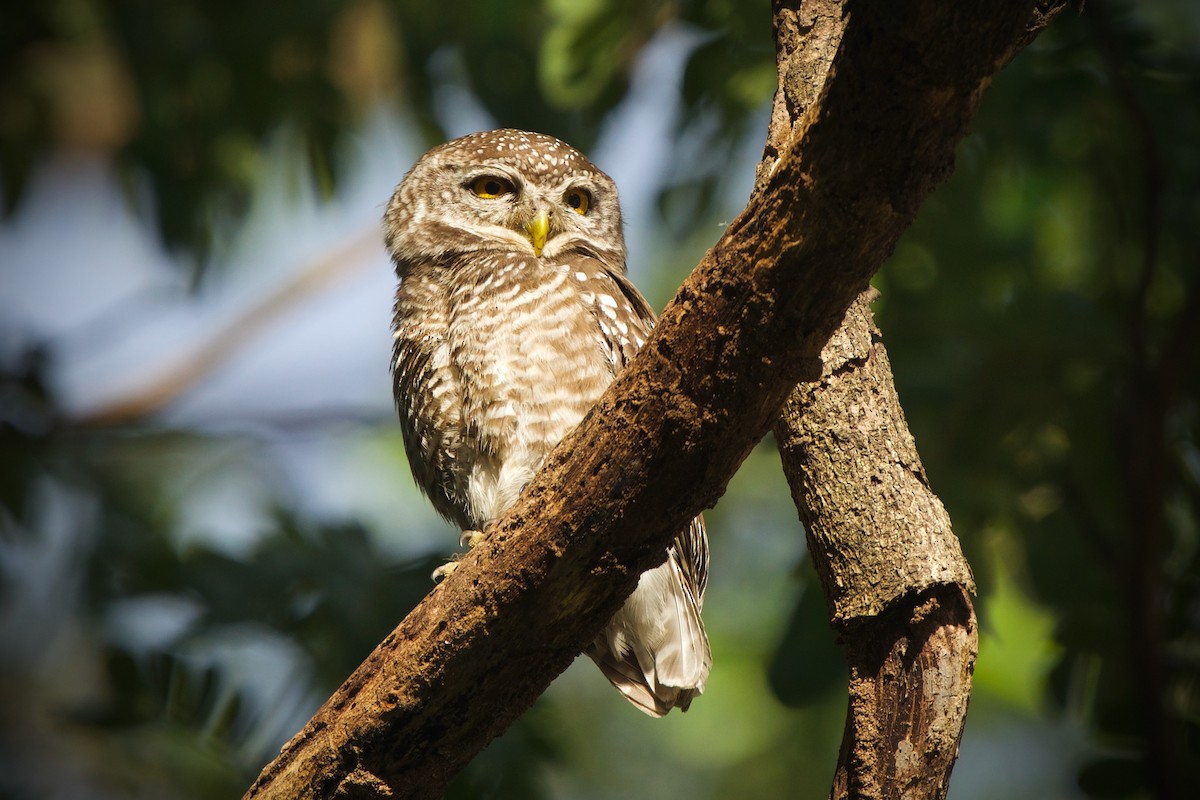 Spotted Owlet - ML417965661