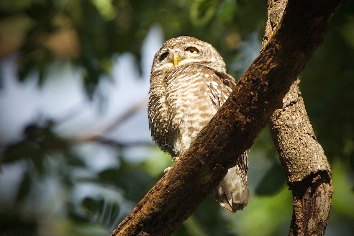 Spotted Owlet - ML417965671
