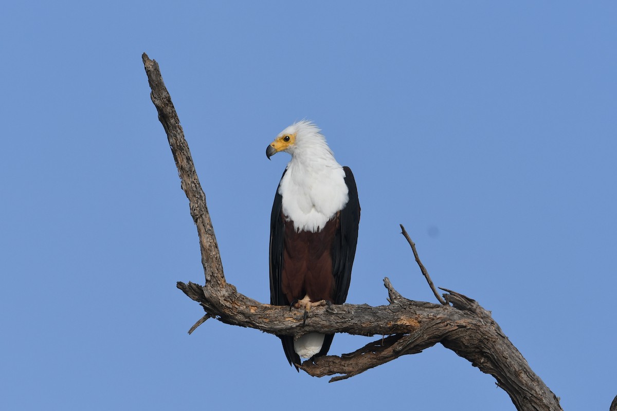 African Fish-Eagle - ML417967691