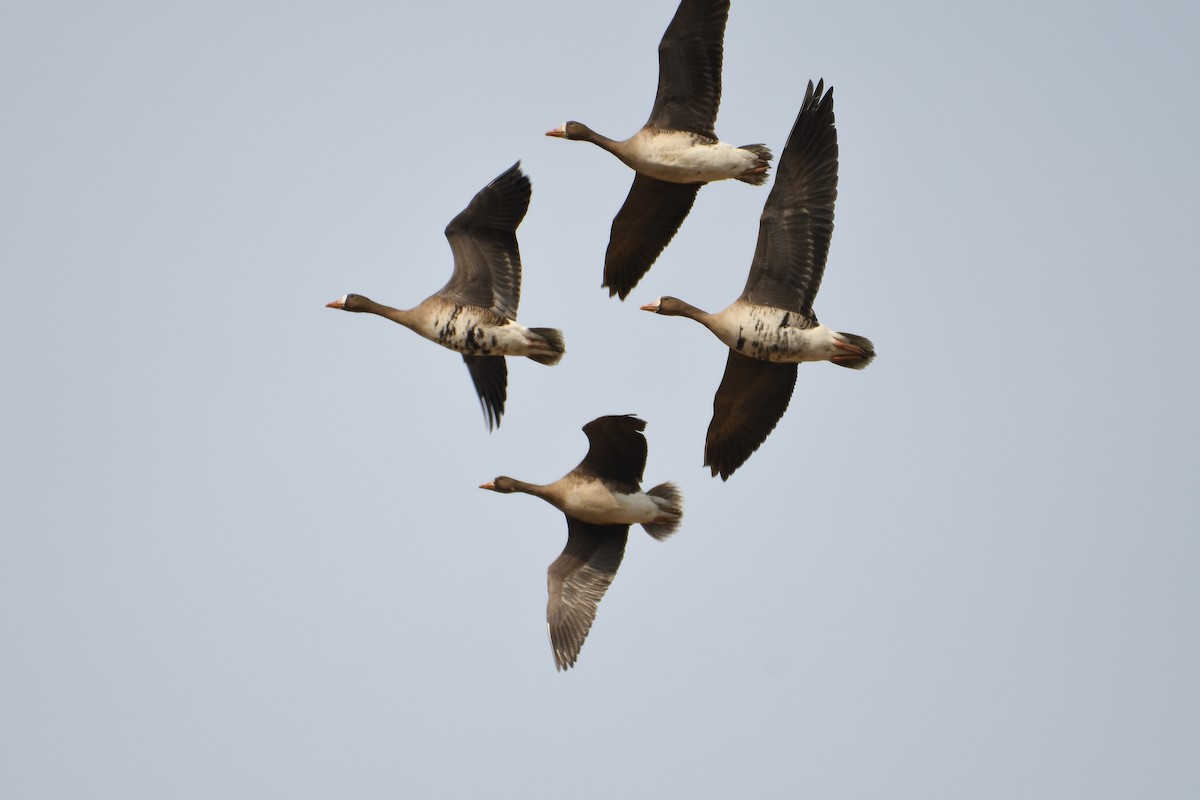 Greater White-fronted Goose - ML417977311