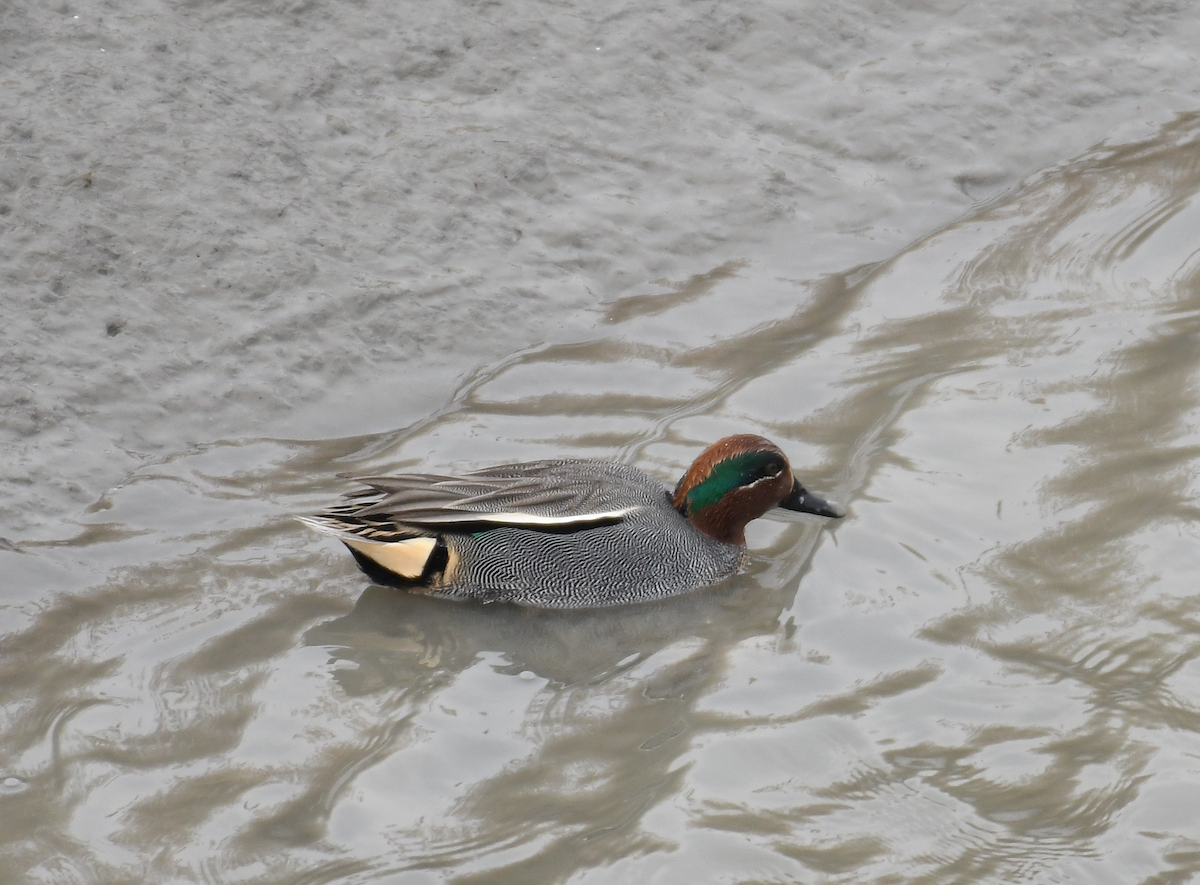 Green-winged Teal - ML417977741