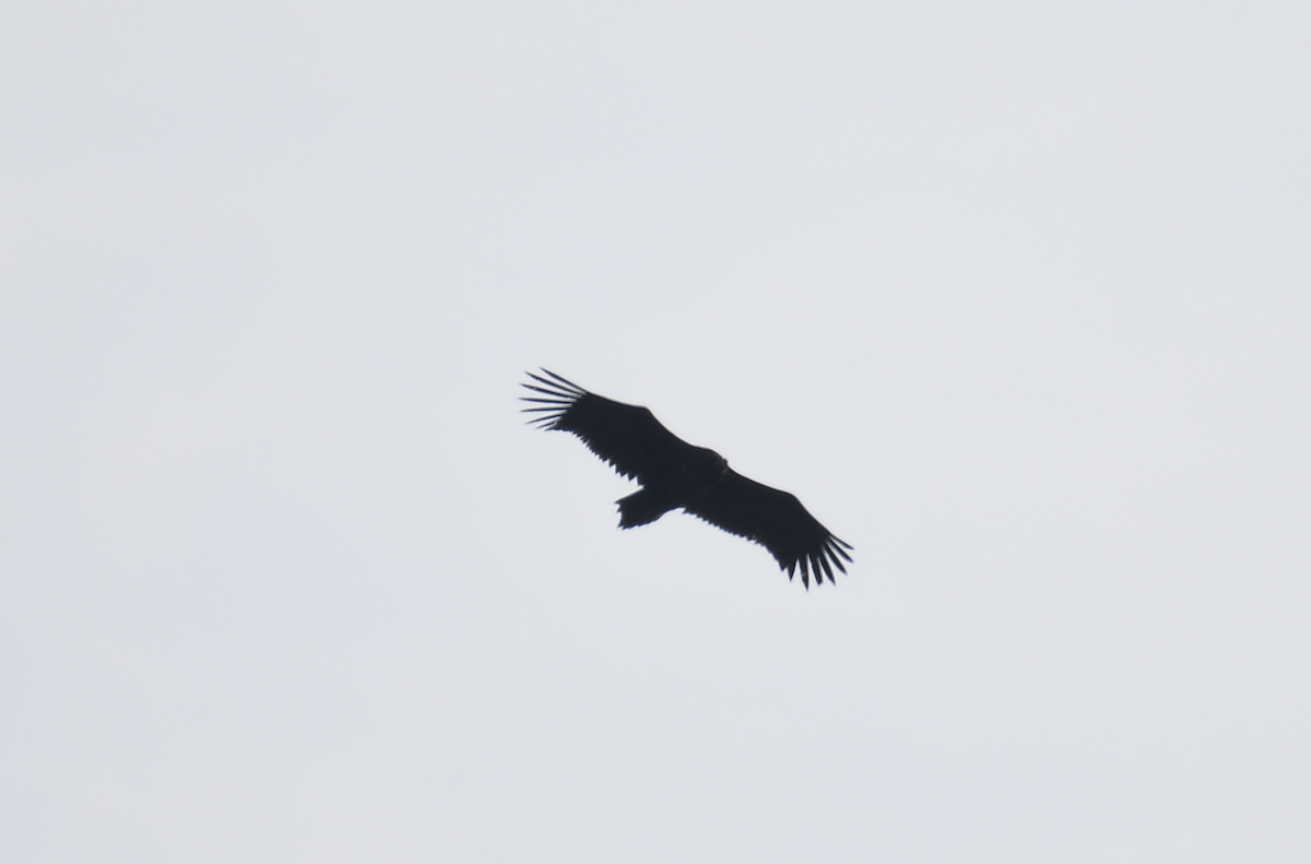 Cinereous Vulture - ML417977851