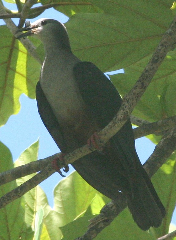 Micronesian Imperial-Pigeon - Eric VanderWerf