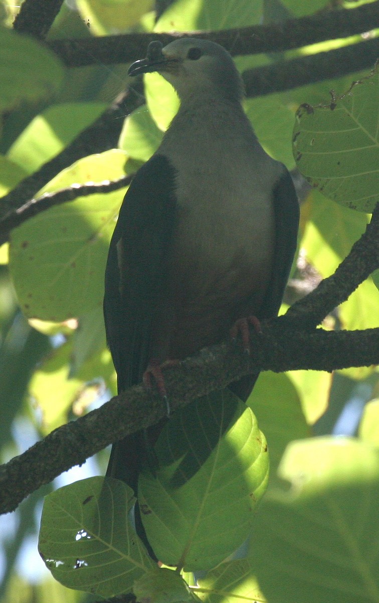 Micronesian Imperial-Pigeon - ML41798061