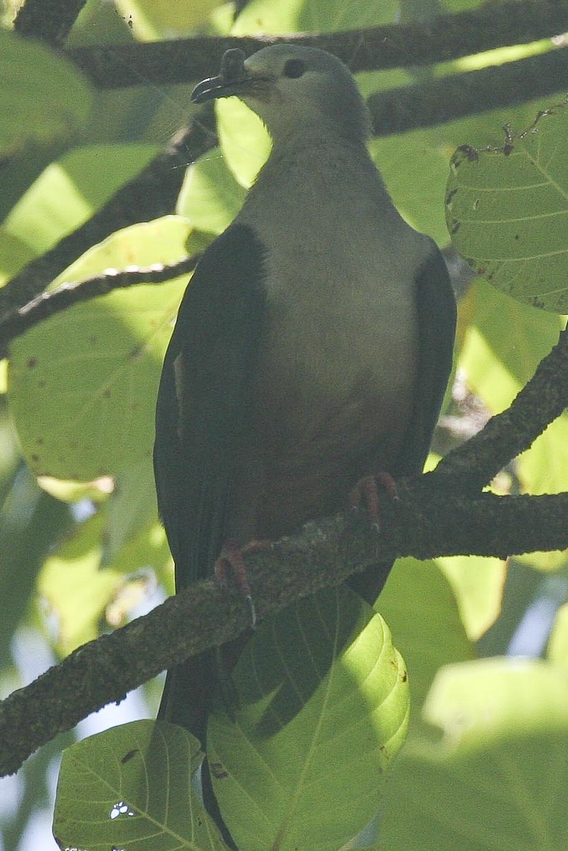 Micronesian Imperial-Pigeon - ML41798091