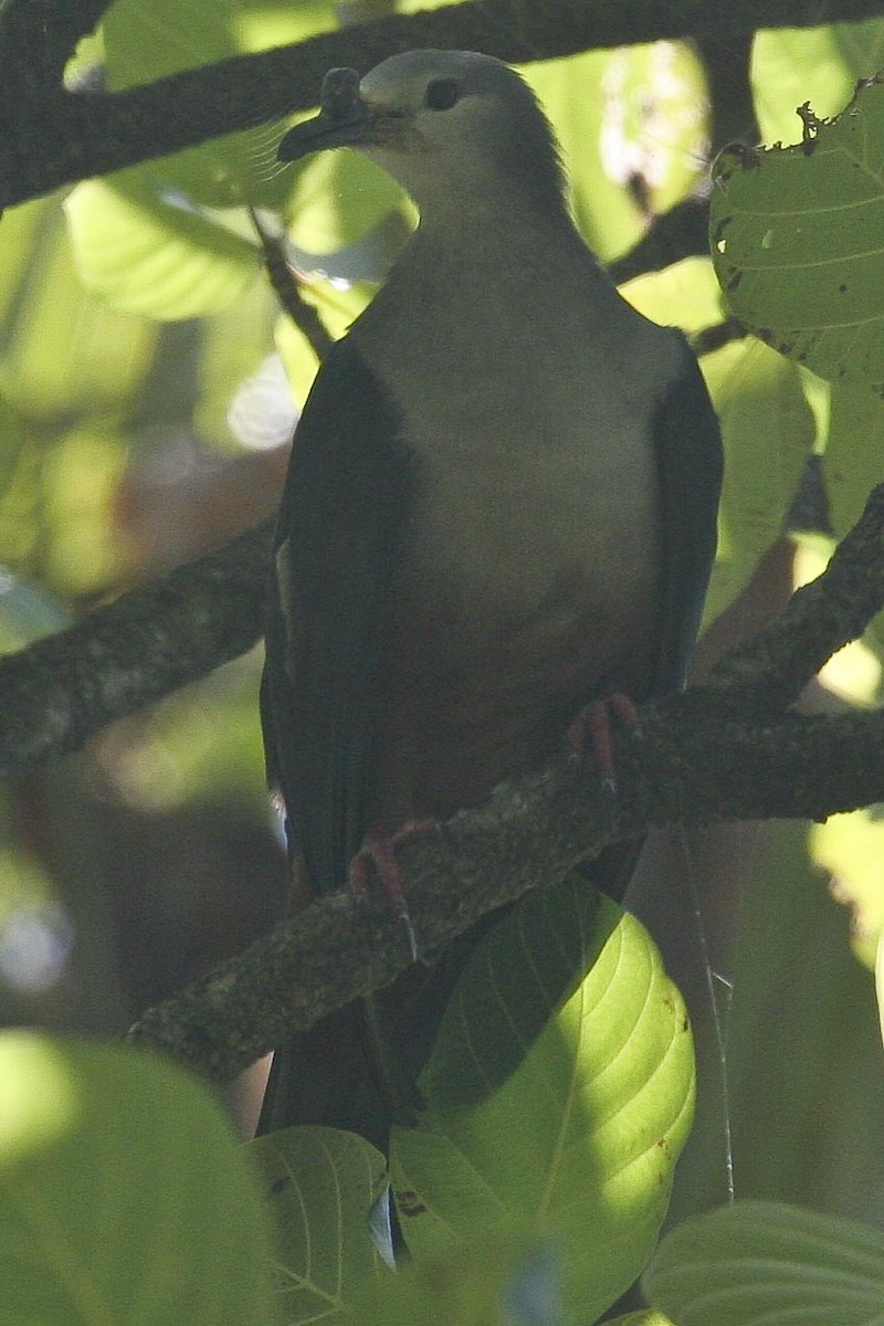 Micronesian Imperial-Pigeon - Eric VanderWerf