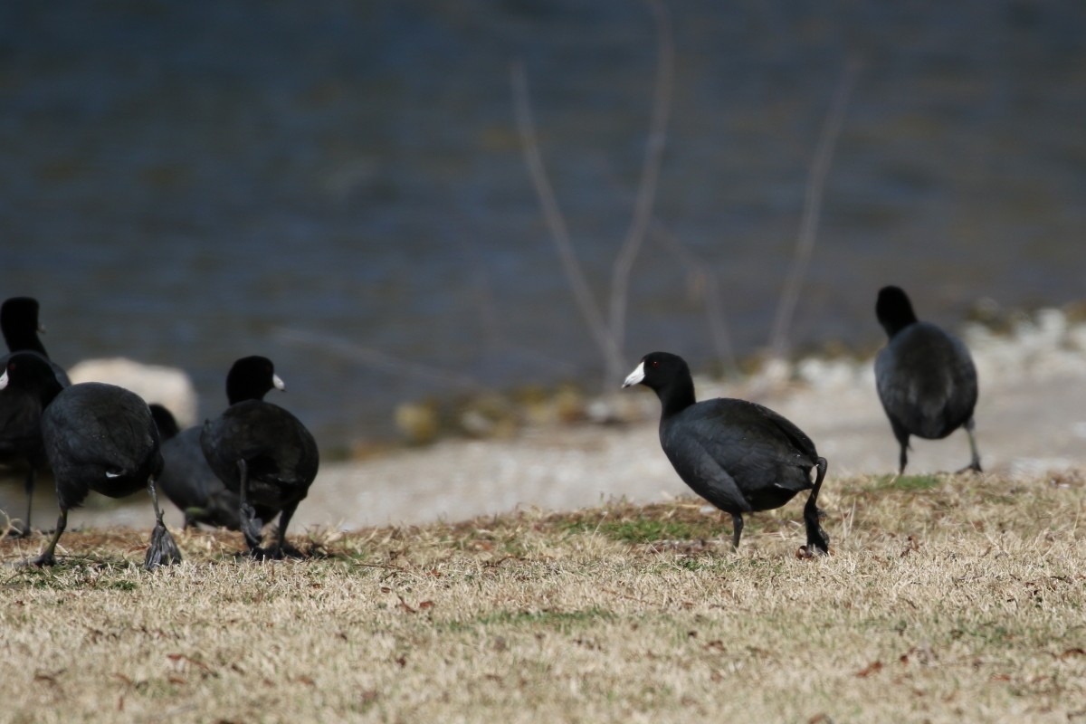 American Coot - Brooke Smith