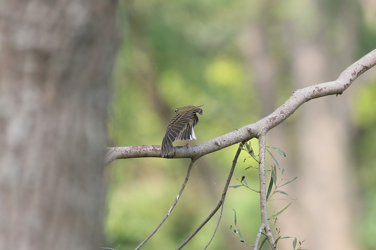 Olive-backed Pipit - Ting-Wei (廷維) HUNG (洪)
