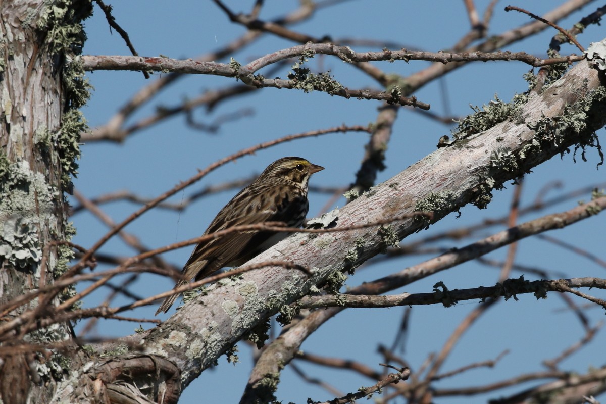 Savannah Sparrow - ML417983861