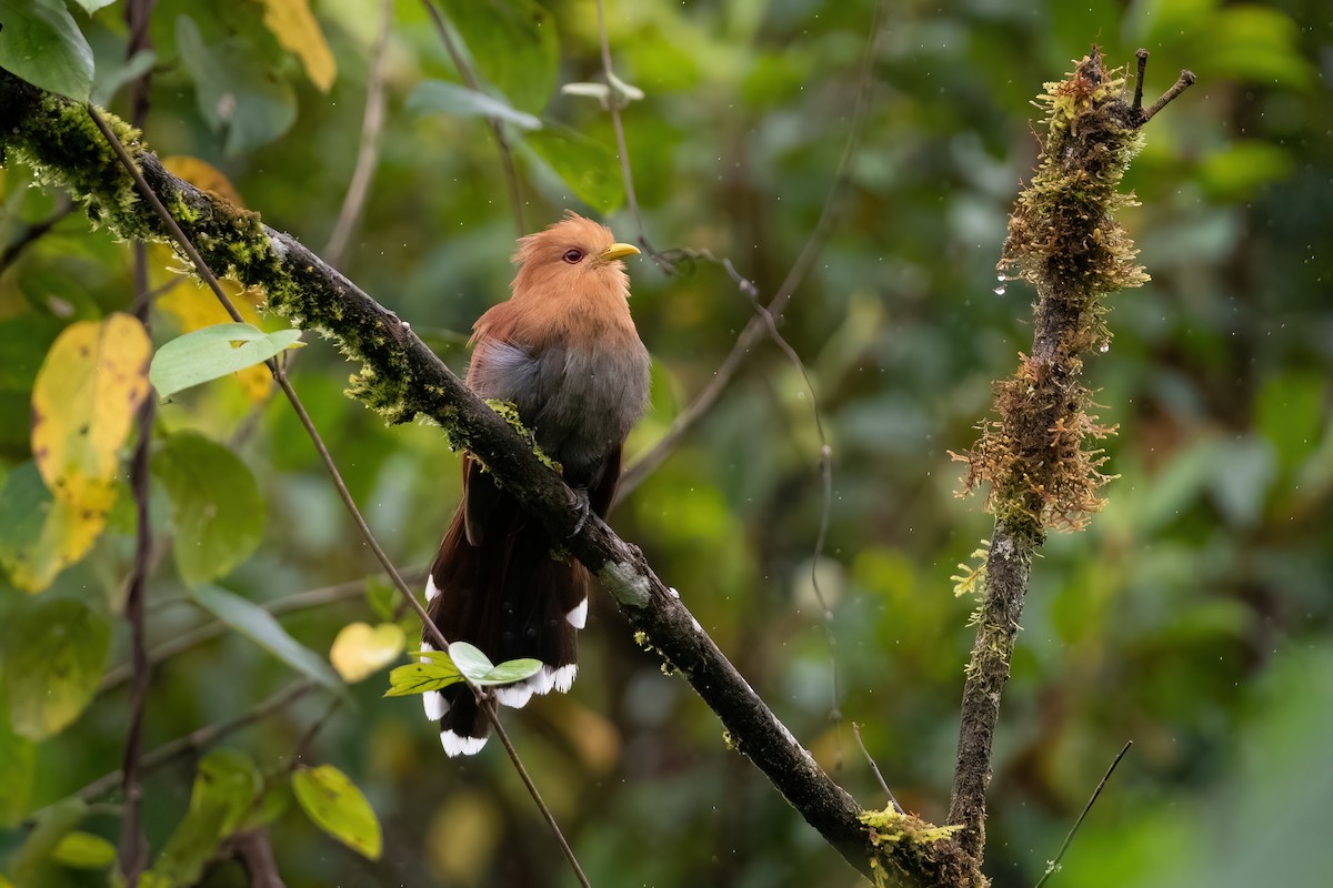 Little Cuckoo - Adam Jackson