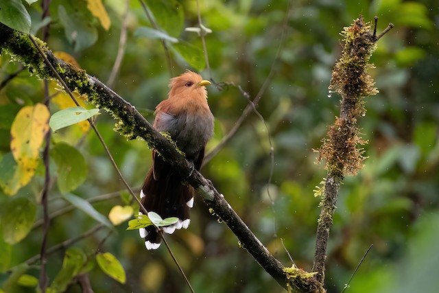 Little Cuckoo