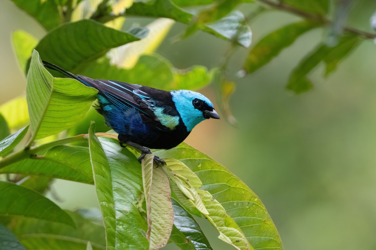 Blue-necked Tanager - Adam Jackson