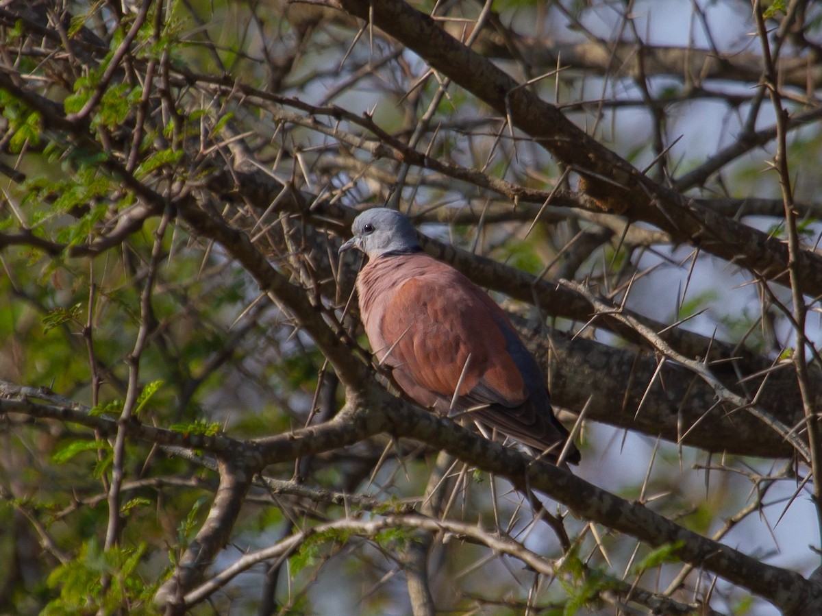 Red Collared-Dove - ML417985631