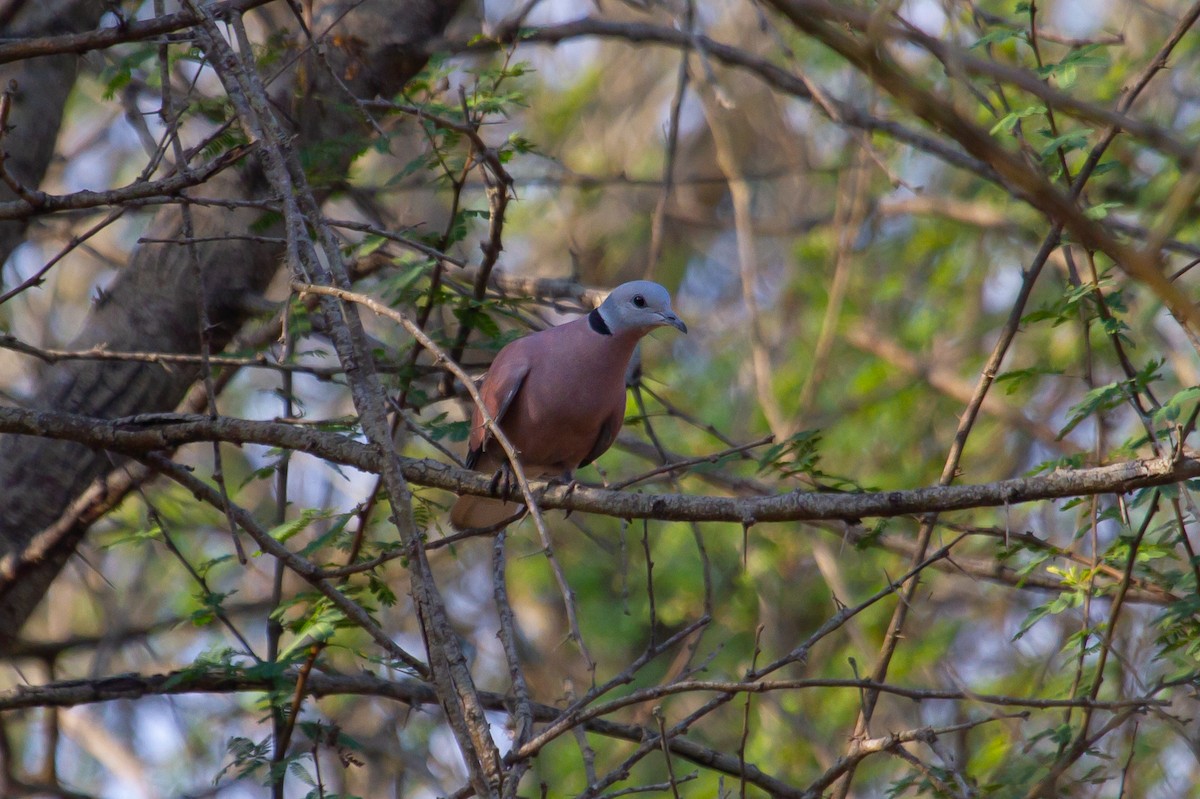 Red Collared-Dove - ML417985681