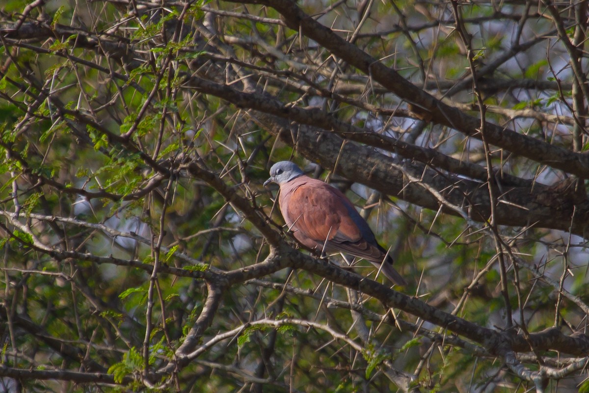 Red Collared-Dove - ML417985691