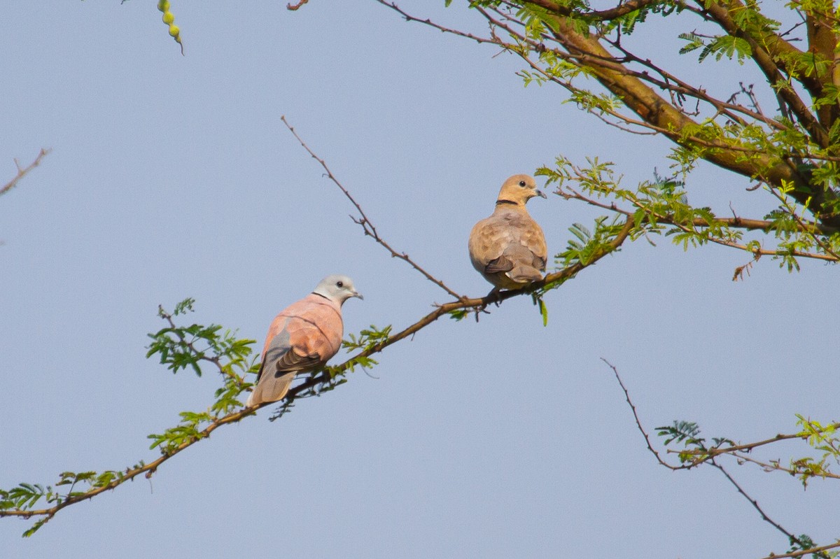 Red Collared-Dove - ML417986301