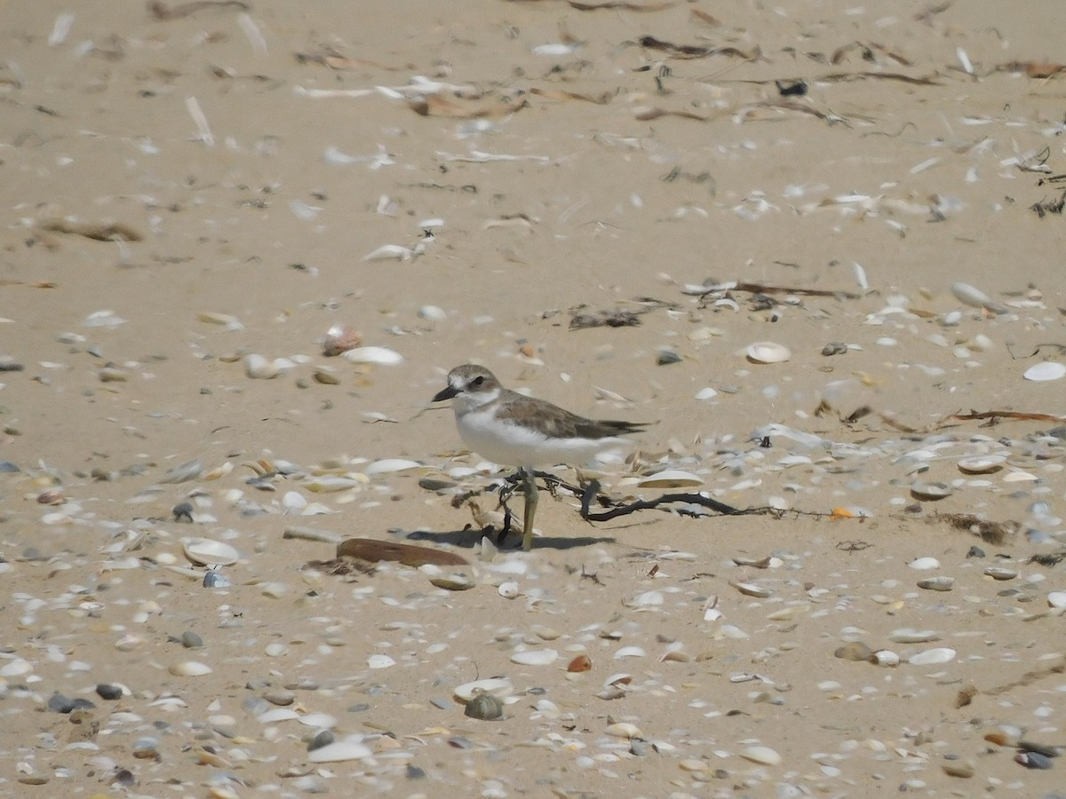 Greater Sand-Plover - George Vaughan