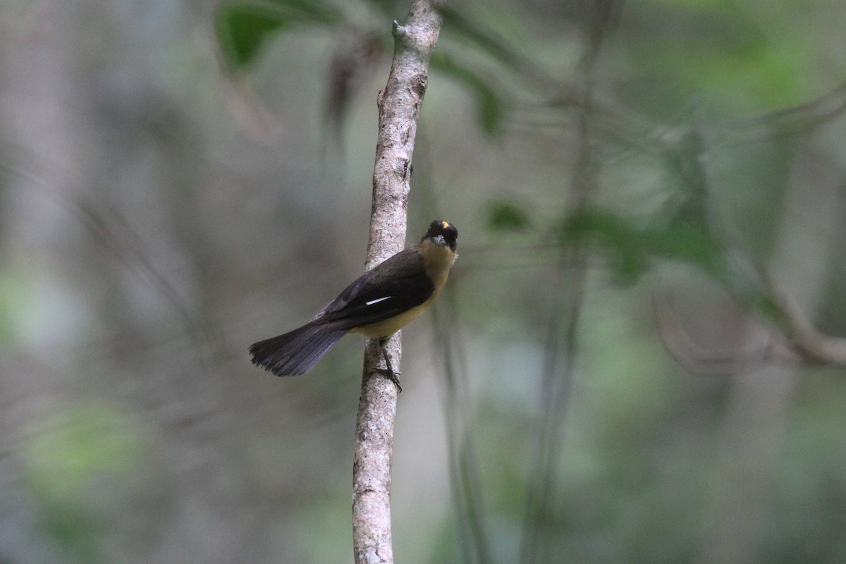 Black-goggled Tanager - ML417988971