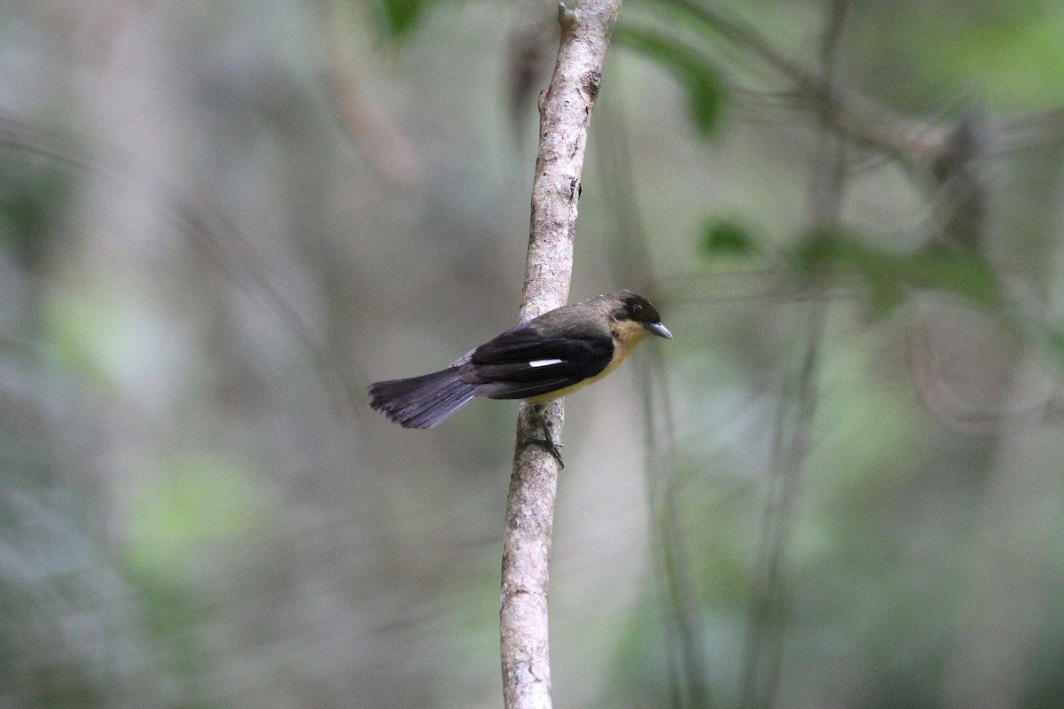 Black-goggled Tanager - ML417988981