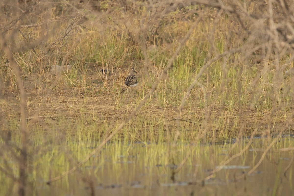Greater Painted-Snipe - ML417989441