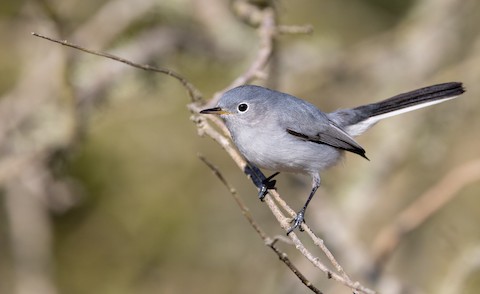 Blue-gray Gnatcatcher - eBird