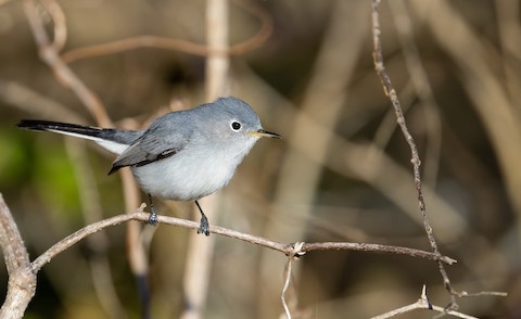 Blue-gray Gnatcatcher - eBird